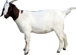 Goat Png Transparent - KibrisPDR