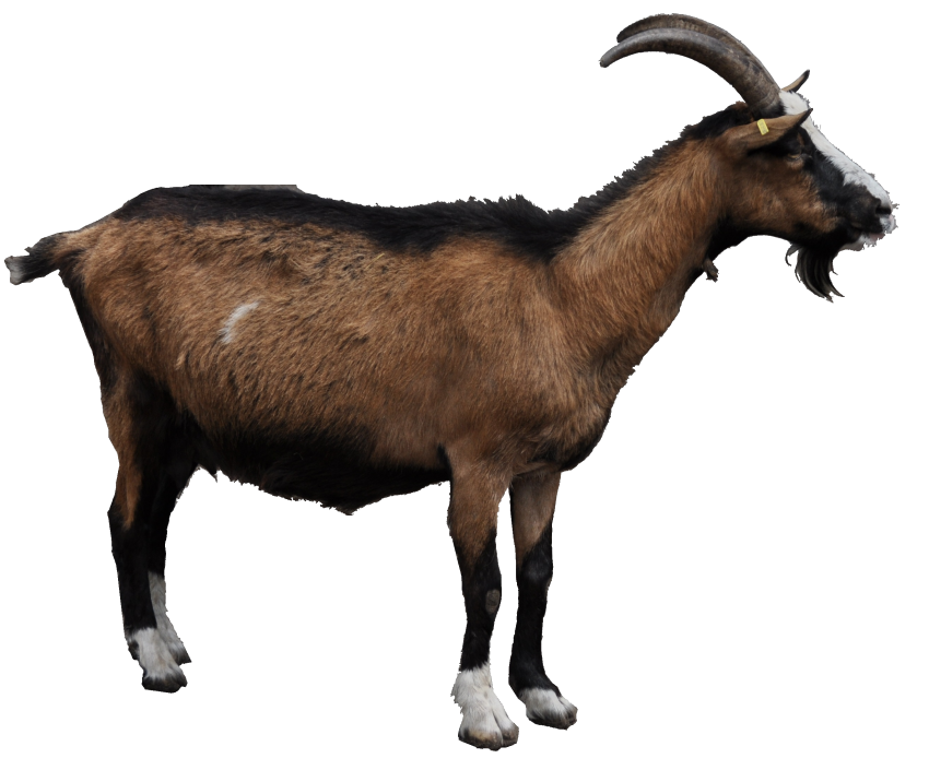 Detail Goat Png Transparent Nomer 19