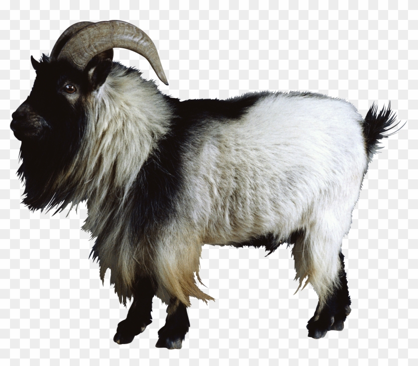 Detail Goat Png Transparent Nomer 24