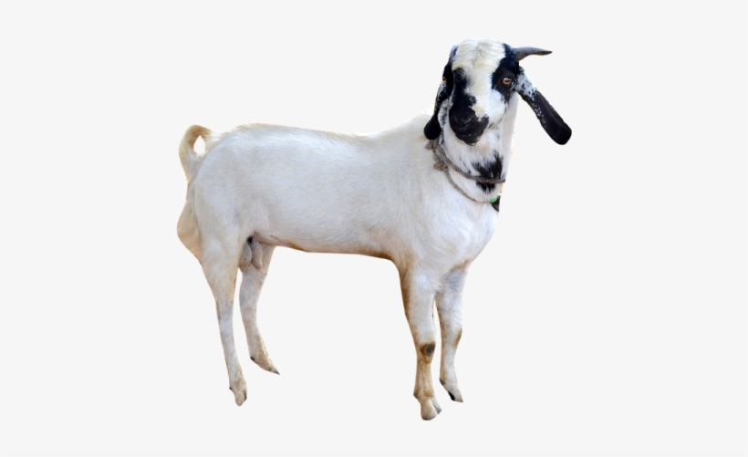 Detail Goat Png Transparent Nomer 32