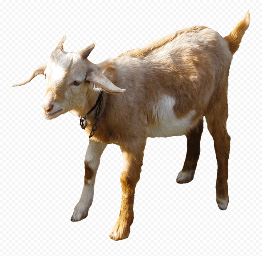 Detail Goat Png Transparent Nomer 37