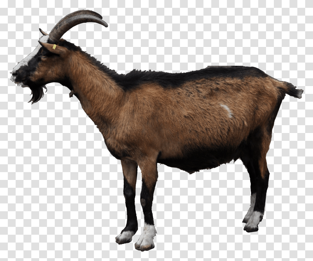 Detail Goat Png Transparent Nomer 41