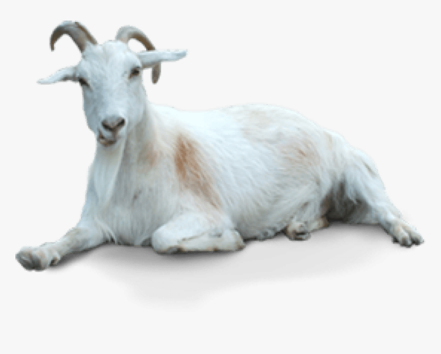 Detail Goat Png Transparent Nomer 6