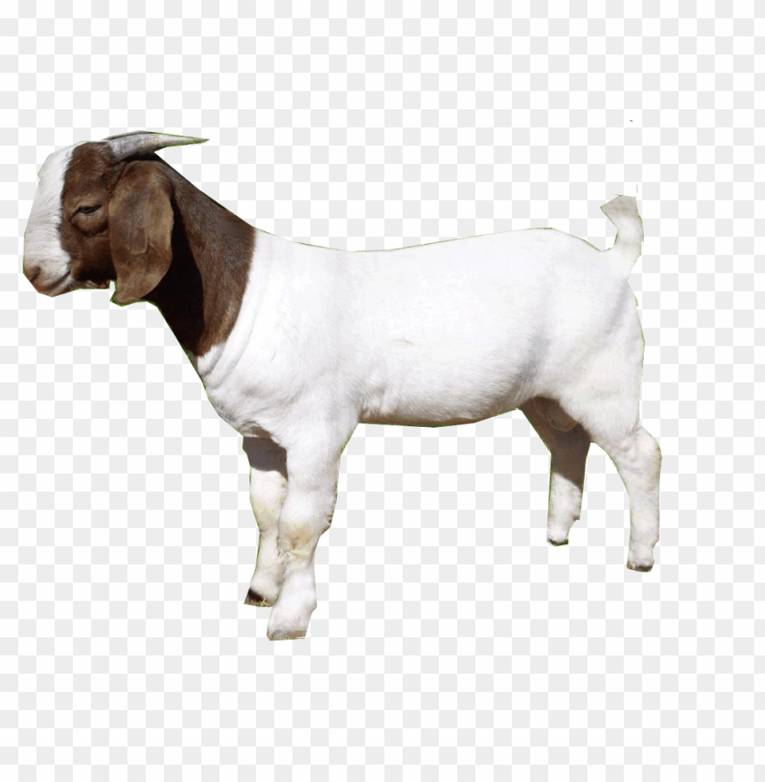 Detail Goat Png Transparent Nomer 9