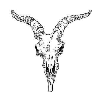 Detail Goat Skull Clipart Nomer 30