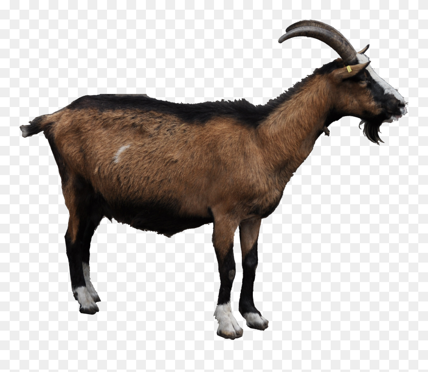 Detail Goat Transparent Nomer 9
