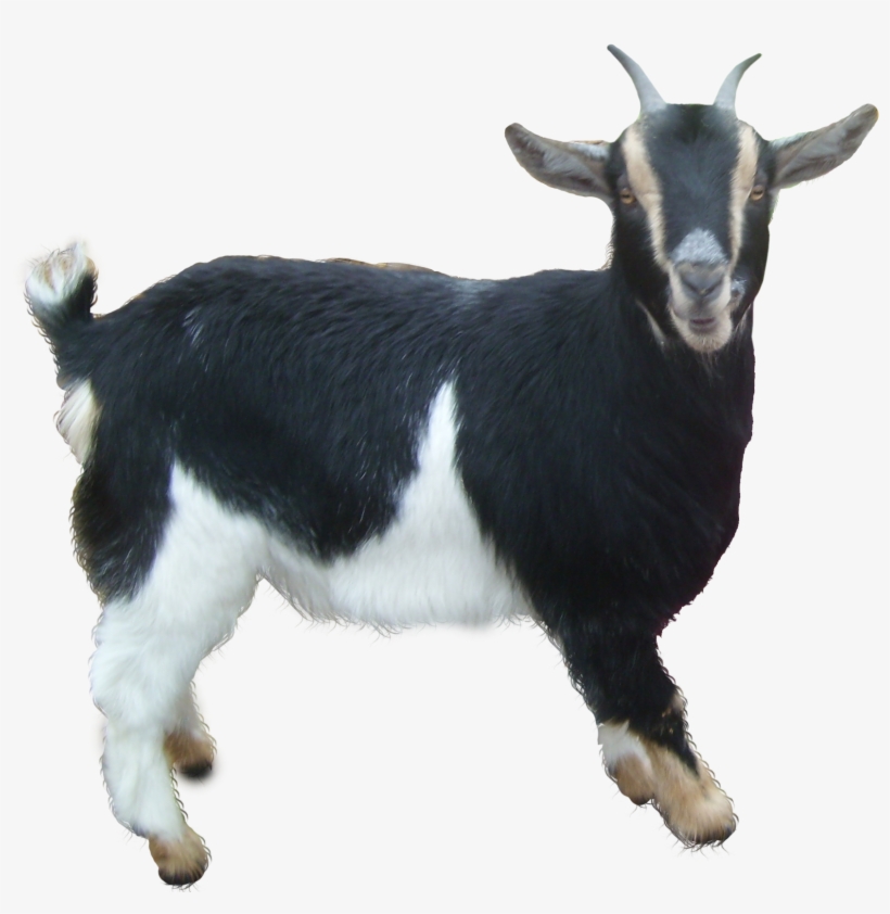 Detail Goat Transparent Nomer 17