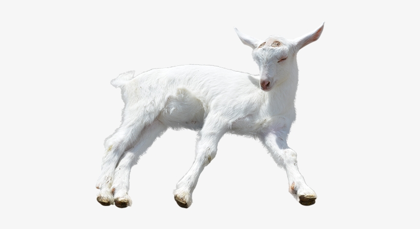 Detail Goat Transparent Nomer 23