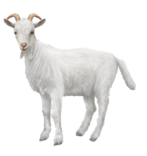 Detail Goat Transparent Nomer 2