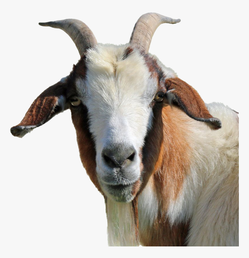 Detail Goat Transparent Nomer 4