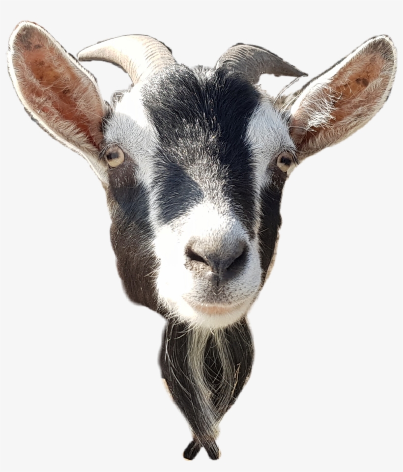 Detail Goat Transparent Nomer 53