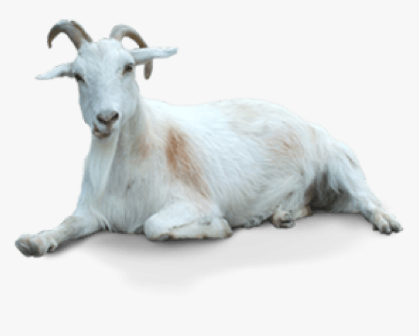 Detail Goat Transparent Background Nomer 11