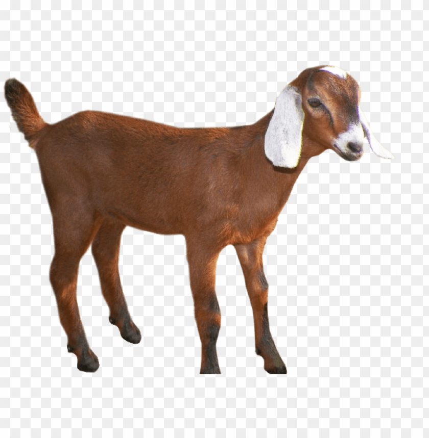 Detail Goat Transparent Background Nomer 26