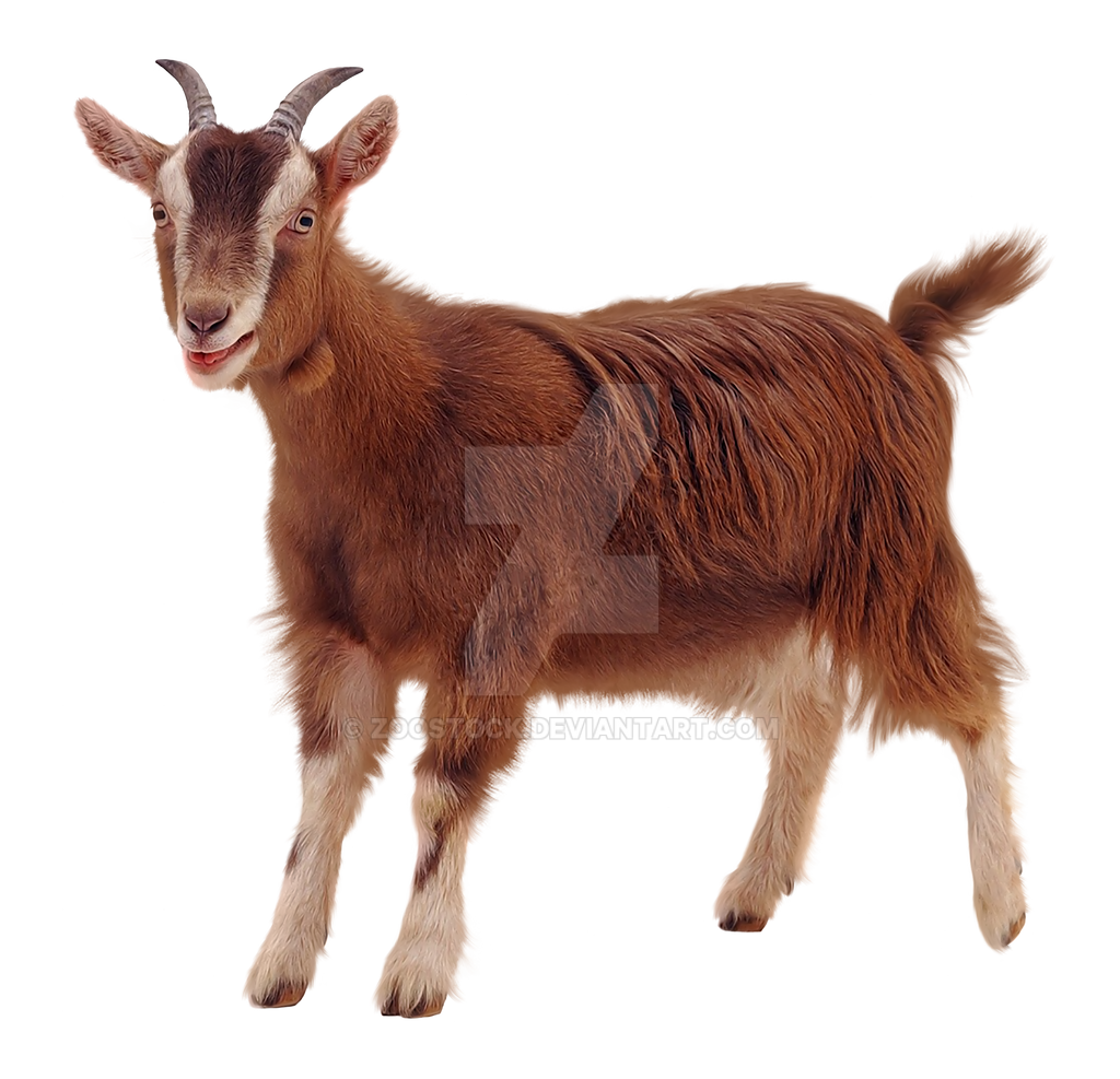 Detail Goat Transparent Background Nomer 3