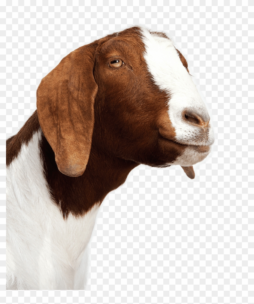 Detail Goat Transparent Background Nomer 41