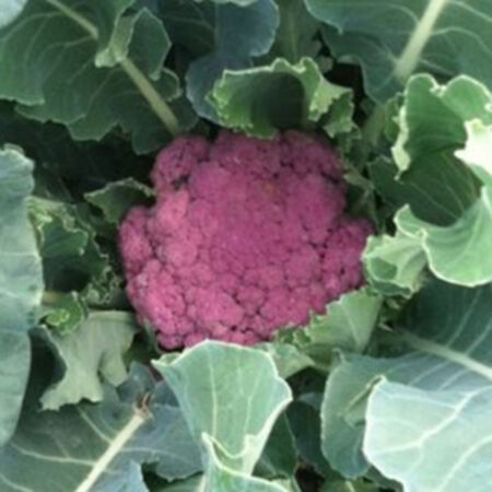 Detail Graffiti Cauliflower Whats In It Nomer 10