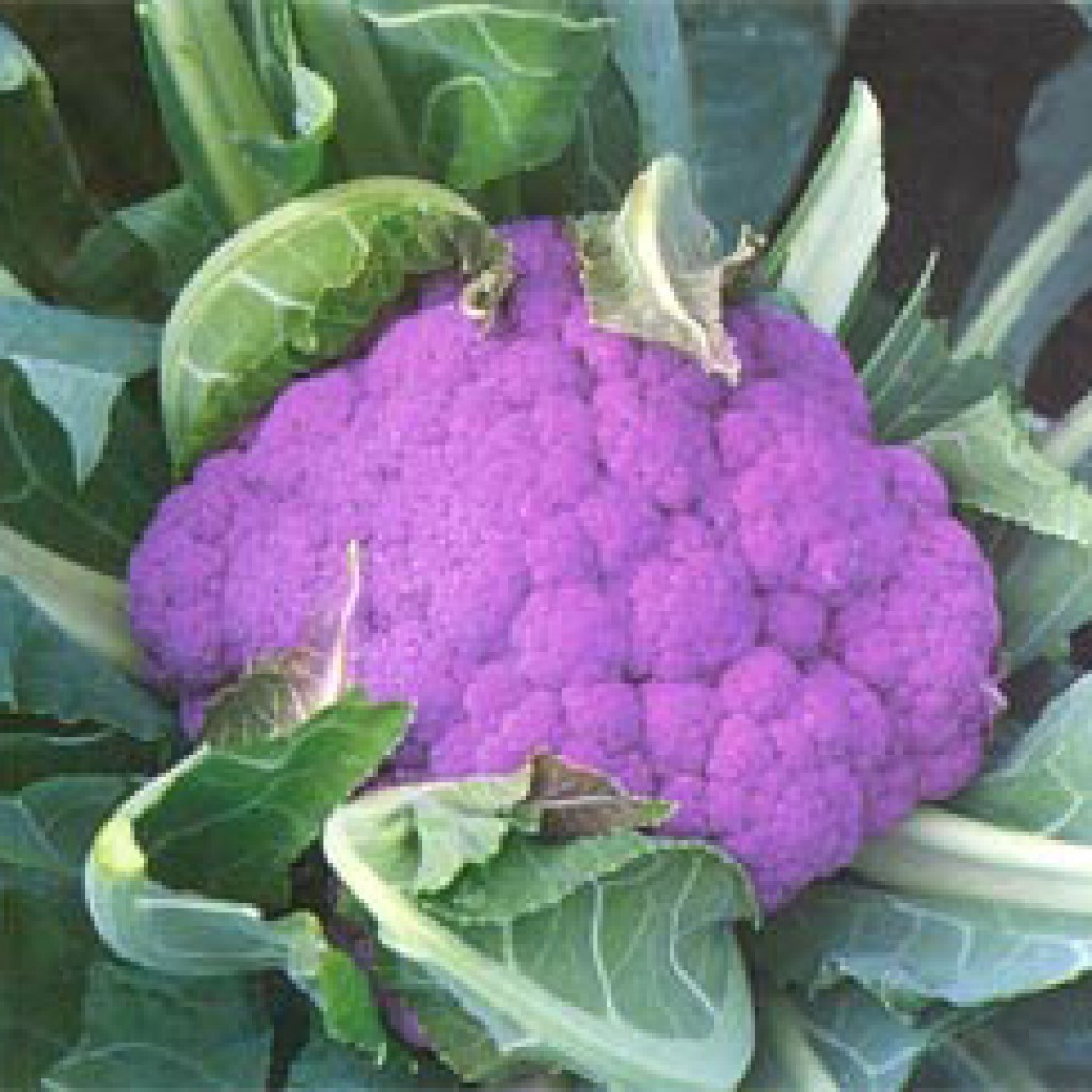Detail Graffiti Cauliflower Whats In It Nomer 12