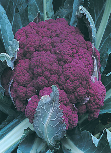 Detail Graffiti Cauliflower Whats In It Nomer 13