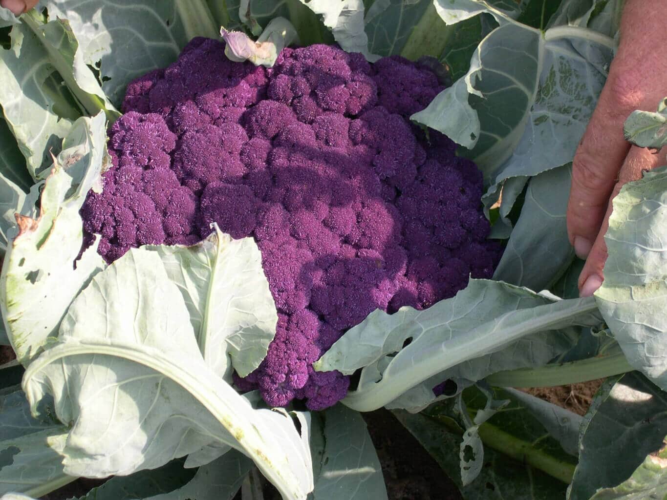 Detail Graffiti Cauliflower Whats In It Nomer 14