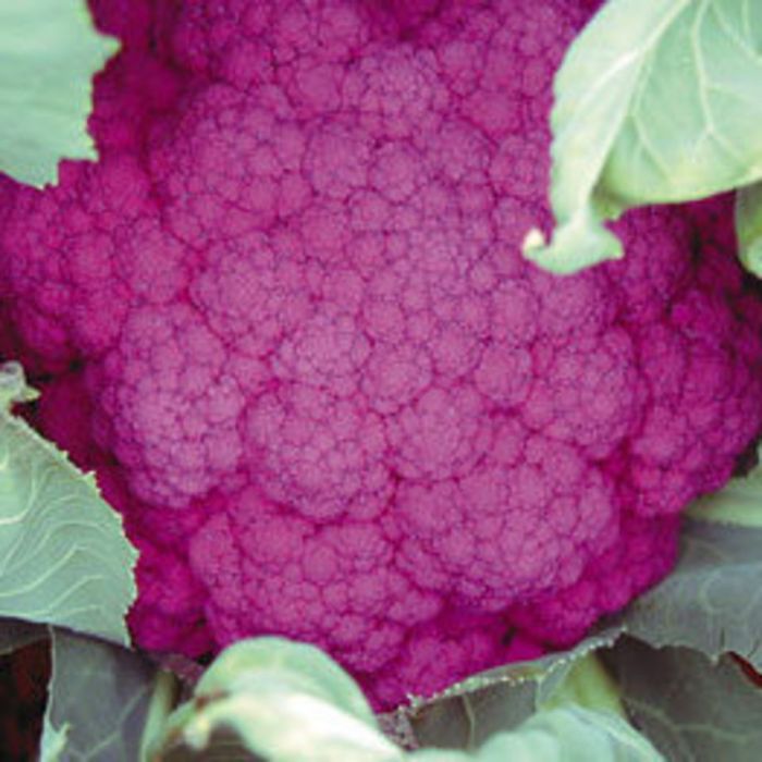 Detail Graffiti Cauliflower Whats In It Nomer 15