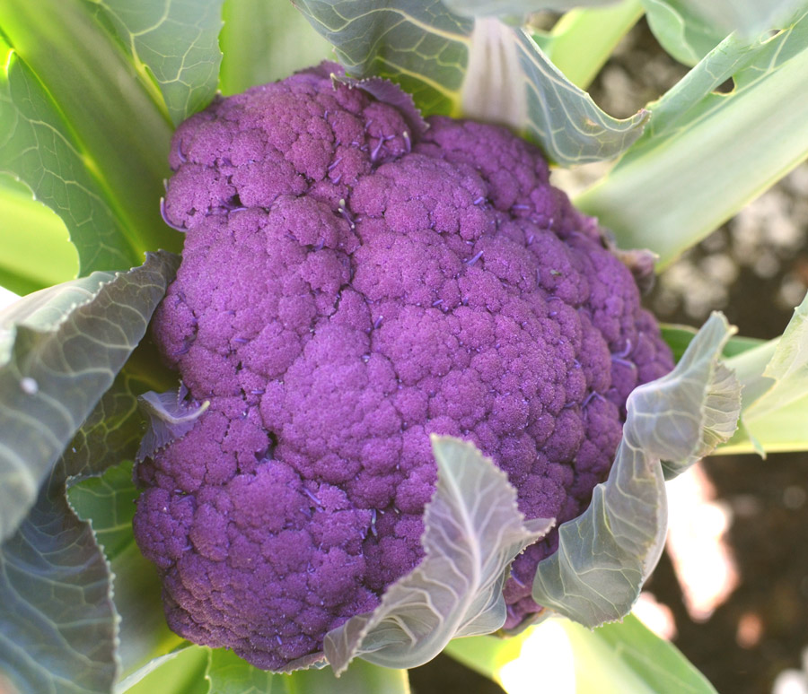 Detail Graffiti Cauliflower Whats In It Nomer 18