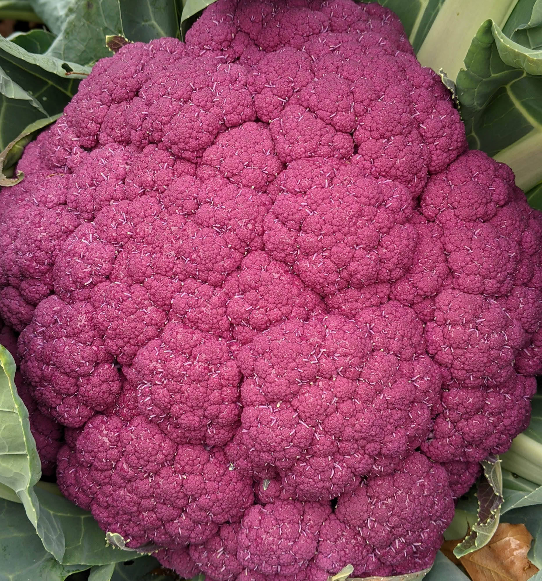 Detail Graffiti Cauliflower Whats In It Nomer 19