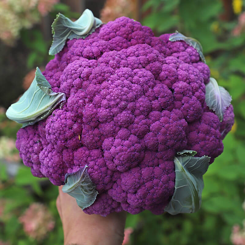 Detail Graffiti Cauliflower Whats In It Nomer 2