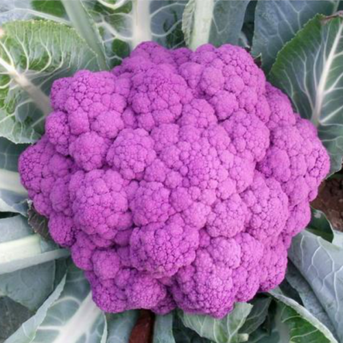 Detail Graffiti Cauliflower Whats In It Nomer 26