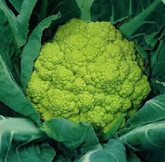 Detail Graffiti Cauliflower Whats In It Nomer 29