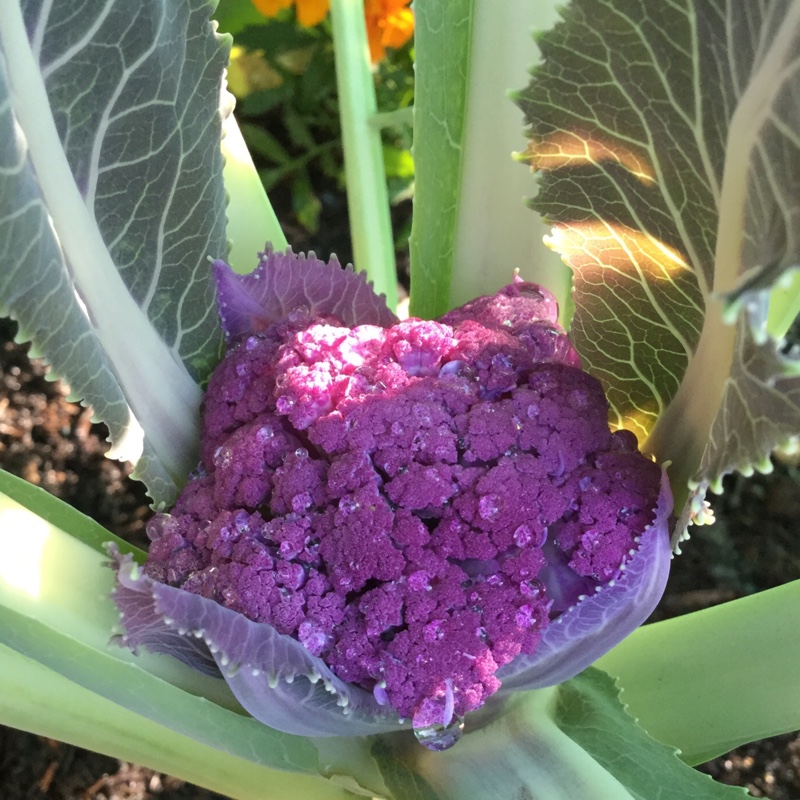 Detail Graffiti Cauliflower Whats In It Nomer 30