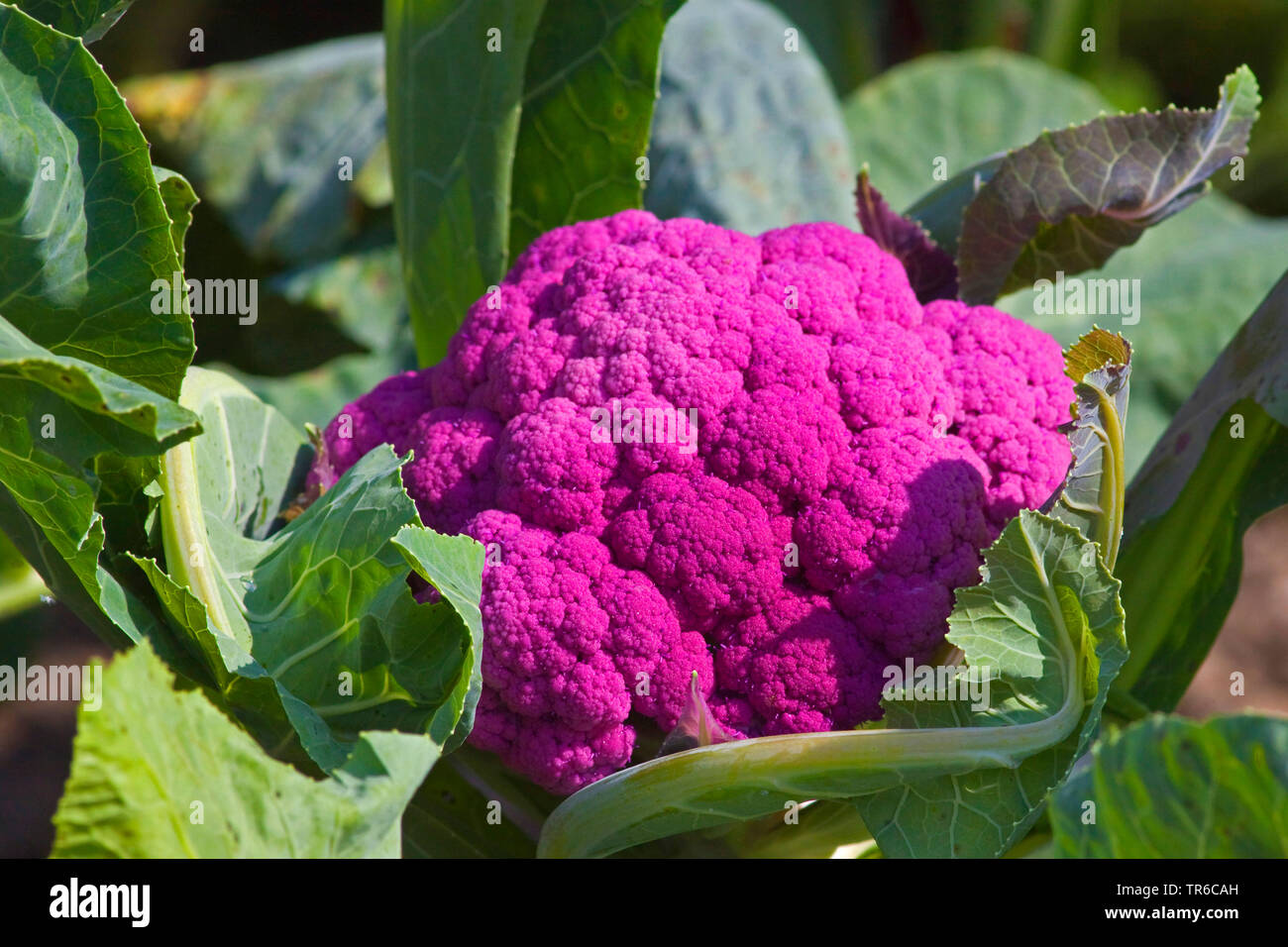 Detail Graffiti Cauliflower Whats In It Nomer 35