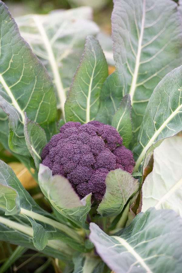 Detail Graffiti Cauliflower Whats In It Nomer 36