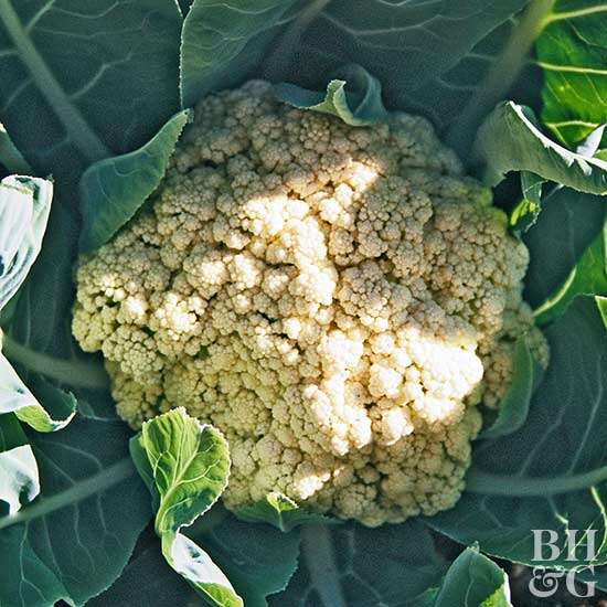 Detail Graffiti Cauliflower Whats In It Nomer 37