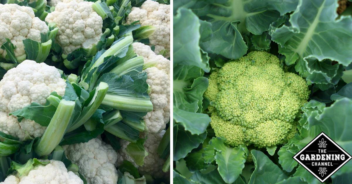 Detail Graffiti Cauliflower Whats In It Nomer 44
