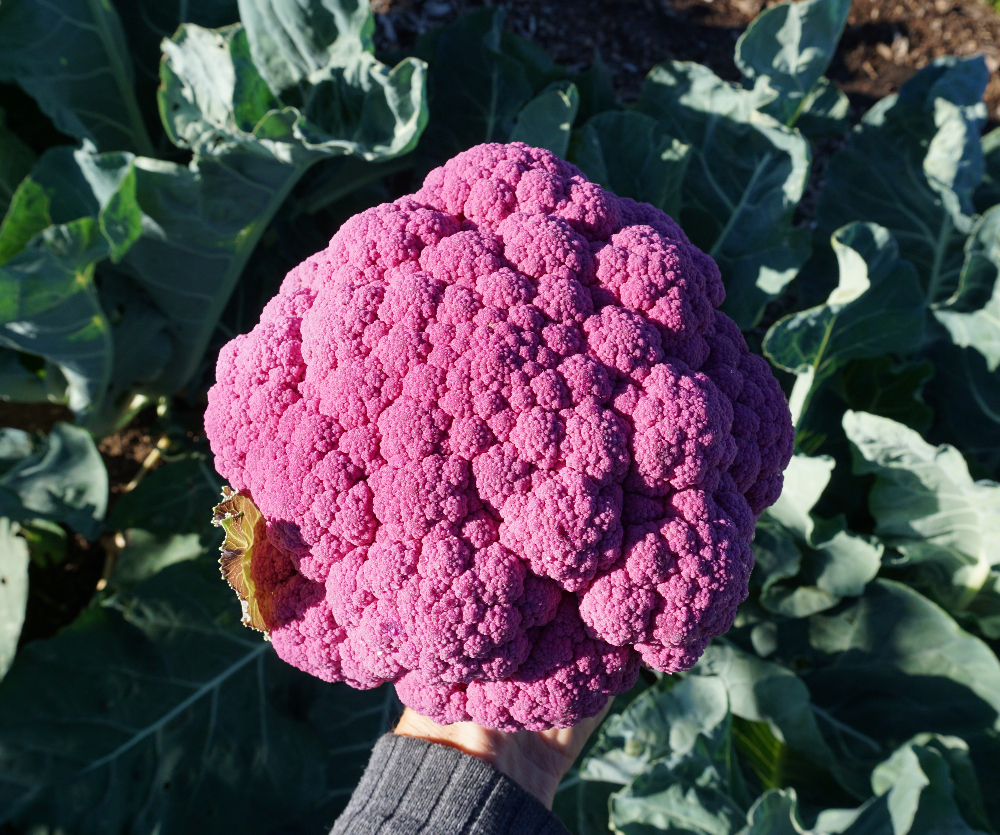 Detail Graffiti Cauliflower Whats In It Nomer 45