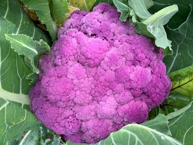 Detail Graffiti Cauliflower Whats In It Nomer 48