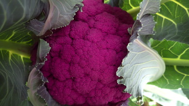 Detail Graffiti Cauliflower Whats In It Nomer 49