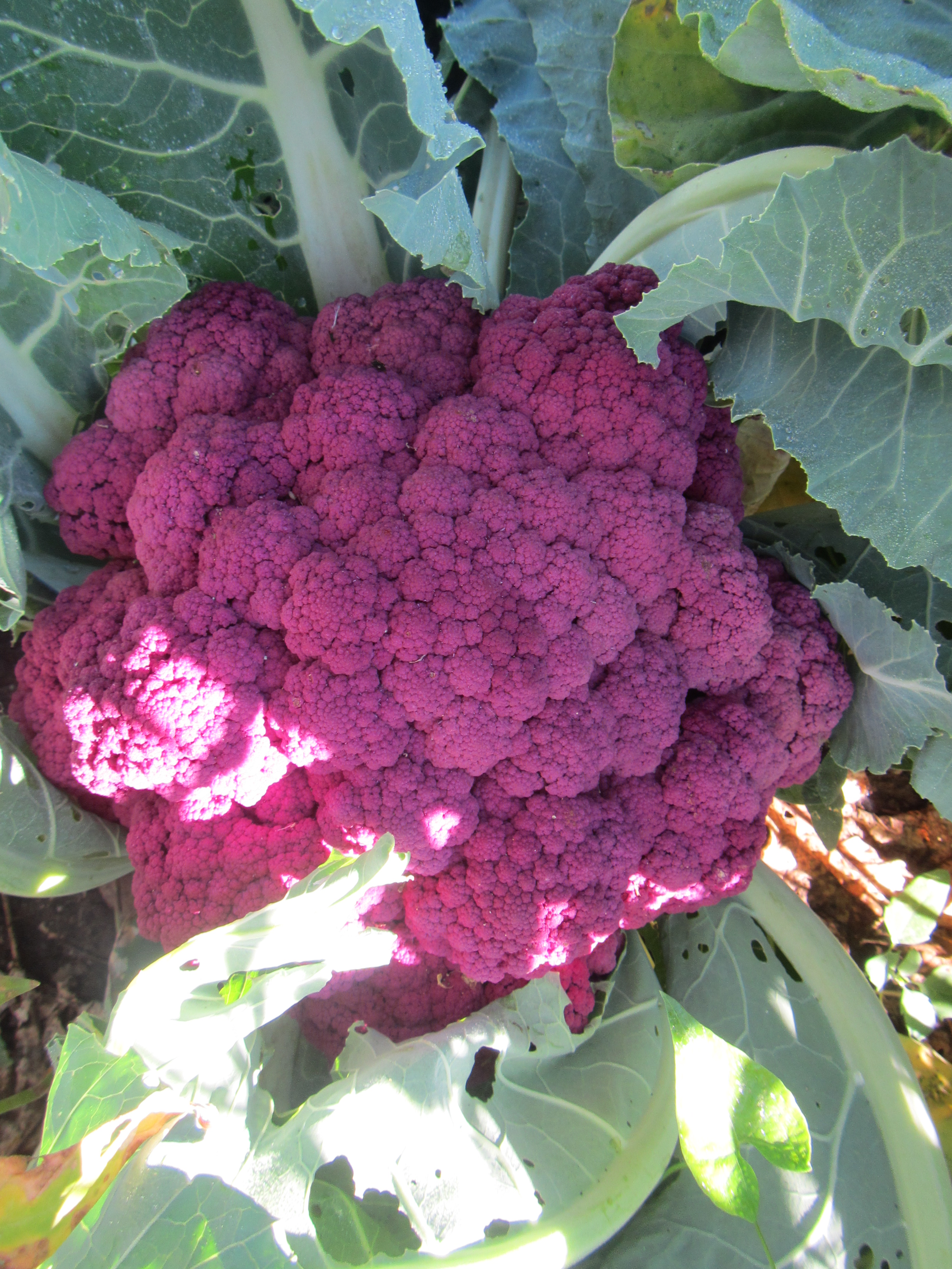 Detail Graffiti Cauliflower Whats In It Nomer 50