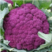 Detail Graffiti Cauliflower Whats In It Nomer 5