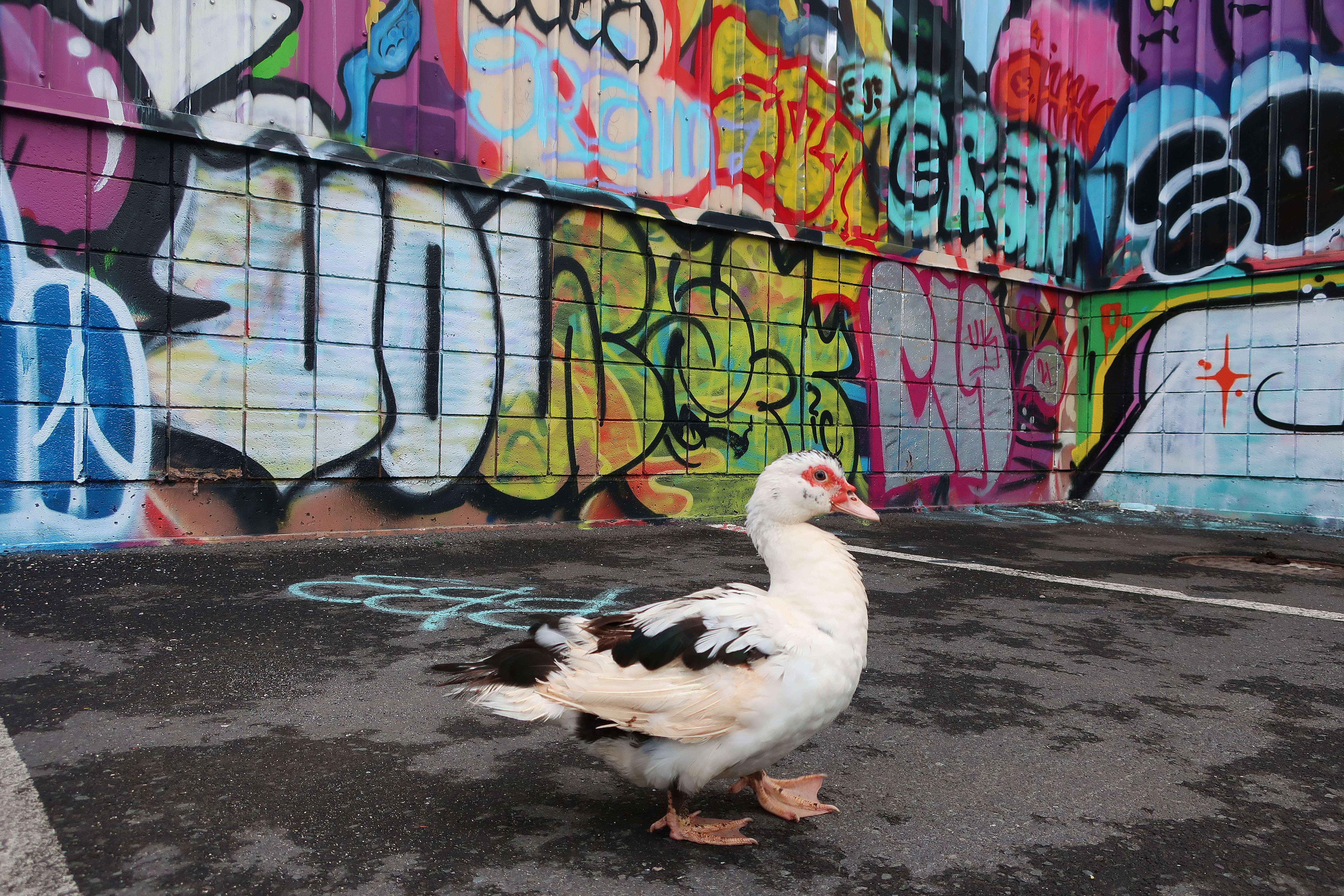 Detail Graffiti Duckling Nomer 17