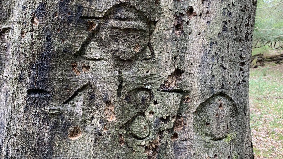 Detail Graffiti Tree Nomer 35