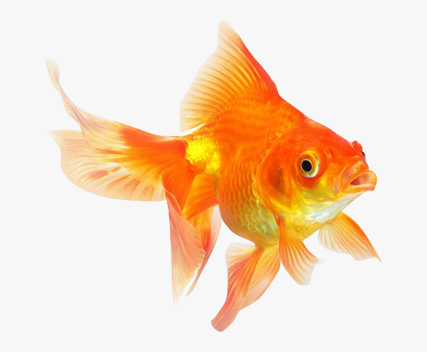 Gold Fish Png - KibrisPDR