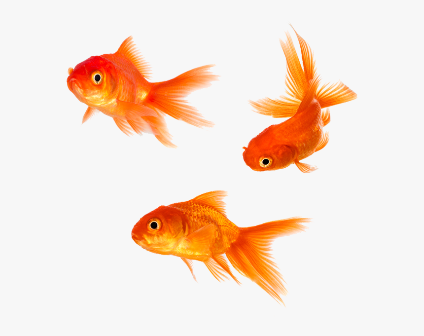 Detail Gold Fish Png Nomer 2