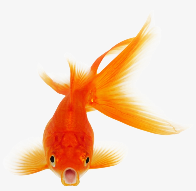 Detail Gold Fish Png Nomer 13