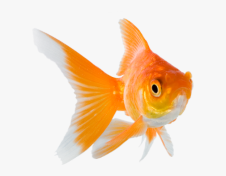 Detail Gold Fish Png Nomer 14