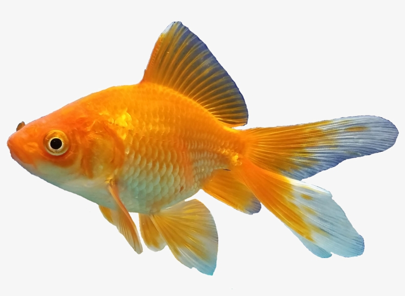 Detail Gold Fish Png Nomer 15