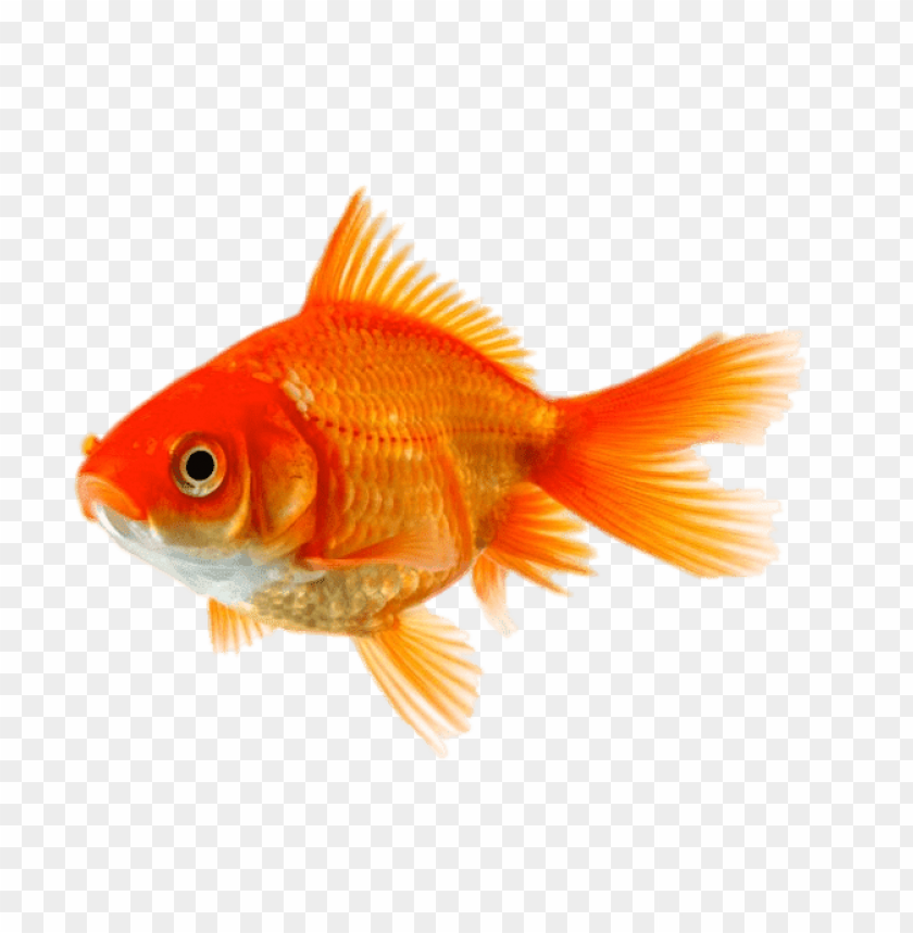 Detail Gold Fish Png Nomer 16