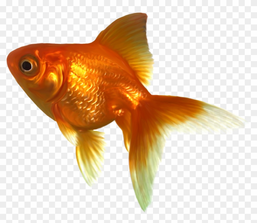 Detail Gold Fish Png Nomer 17