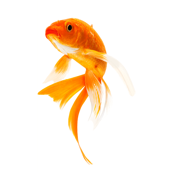 Detail Gold Fish Png Nomer 18
