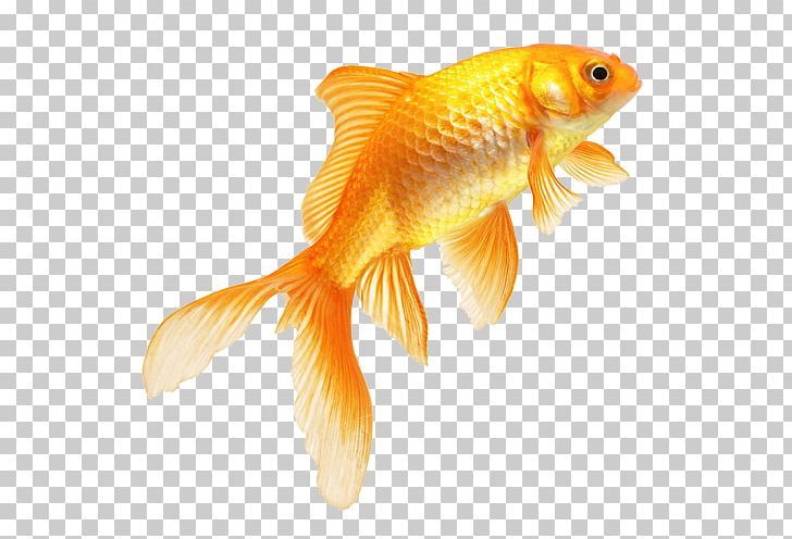 Detail Gold Fish Png Nomer 3